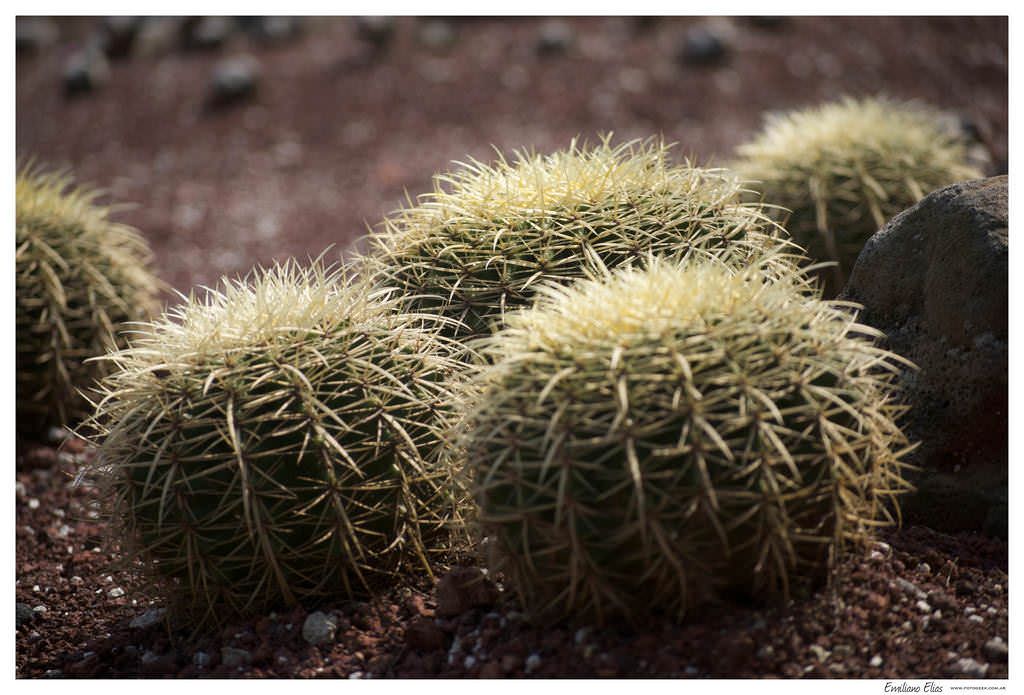 Cactus del Jardín Botánico, México DF