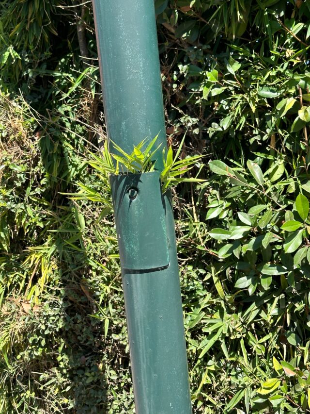 20230220 – Plantas malditas – Story